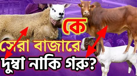 বিরাট গরু চাগলের হাটনবীগঞ্জ Youtube