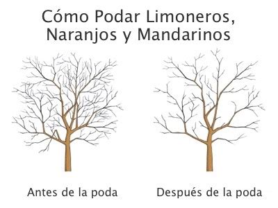 Poda de limoneros cuándo y cómo realizarla para favorecer un