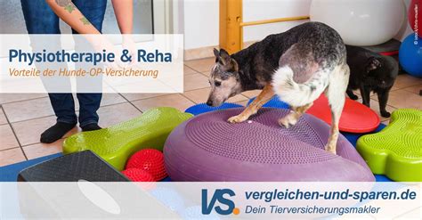 Mit Physio Ist Der Hund Schnell Wieder Fit