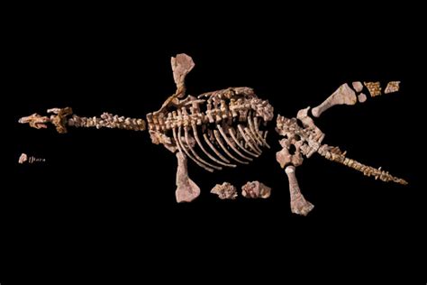 Eric The Plesiosaur’s Last Meal Australian Geographic