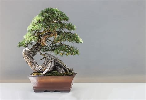 Formowanie Bonsai Formowanie Sosny Vivere Bene Polska