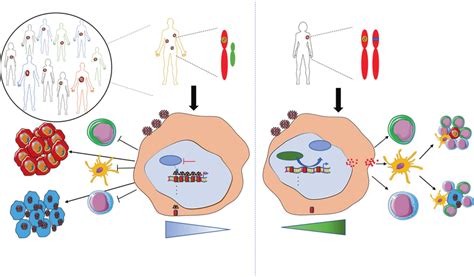 Proposed Model Of Sex Biased Role Of The X Linked Kdm A Gene In