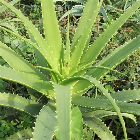 Utilizzi Dellaloe Arborescens Anche Quelli Che Non Vogliono Dirti