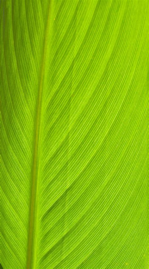 Parallel Leaf Venation Photograph by Douglas Barnett