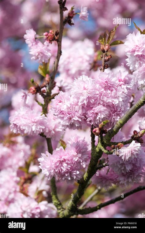 Japanese Flowering Cherry Asano Prunus Asano Flowering Tree