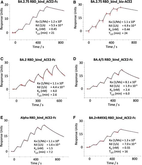 Ace2rbd Affinity Spr Sensorgrams Showing Ace2 Binding Of Ba275 Rbd