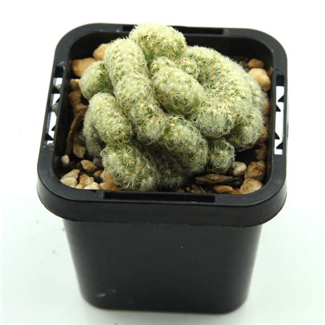 Mammillaria Elongata F Cristata Brain Cactus Statement Plants