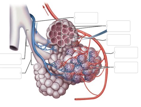 Alveoli Diagram | Quizlet