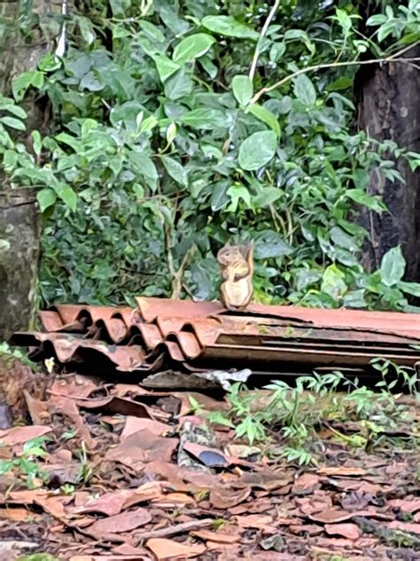 Red Tailed Squirrel From Ngeles Heredia San Rafael Costa Rica On