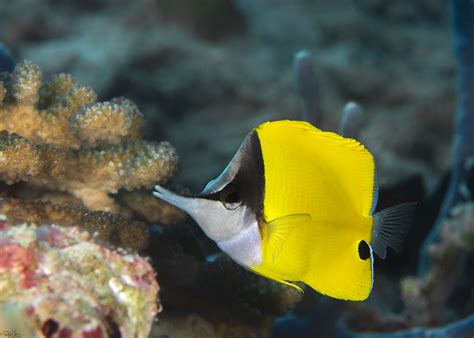 Longnose Butterflyfish Forcipiger Longirostris For More Flickr