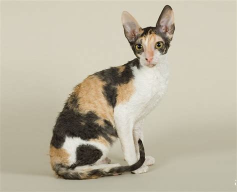 Cornish Rex Fff Le Site De La Fédération Féline Française