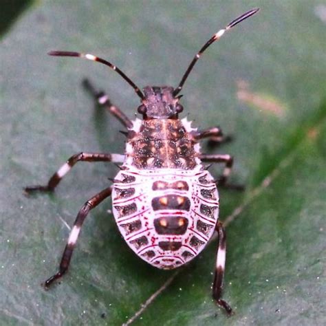 Brown Marmorated Stink Bug Nymph Dorsal Halyomorpha Halys