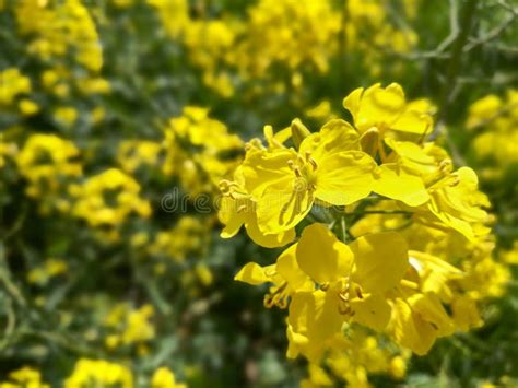 Enfoque Selectivo En Una Sola Flor De Colza En Un Campo Primaveral Lleno De Colza Foto de ...