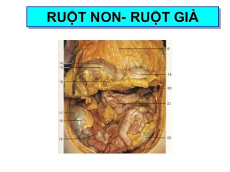 RuỘt Non RuỘt GiÀ