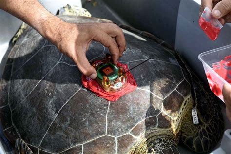 Suivez Les Deux Tortues Quip Es De Balises Gps Aldabra Monaco