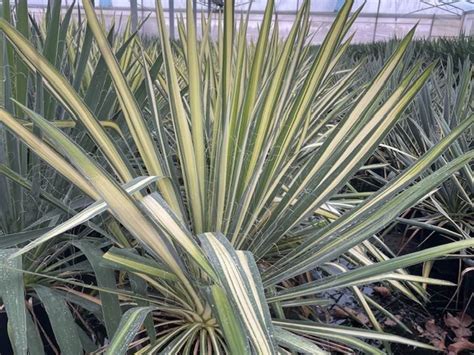 Yucca Filamentosa Golden Sword