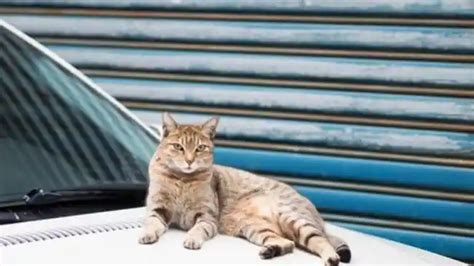 Cara Hindari Kucing Liar Yang Sebabkan Baret Di Bodi Mobil