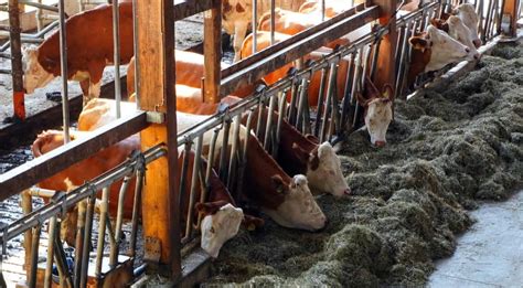 Key Rules To Improve Feed Conversion Ratio Fcr In Dairy Animals For