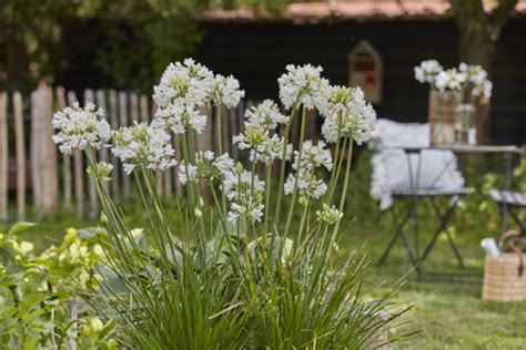 Concept Plants Agapanthus Ever White WP001 PP27 357