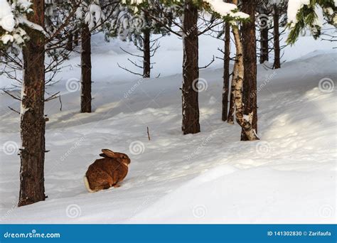 Brown Bunny In Snowy Forest On Winter Day Stock Photo Image Of Rabbit