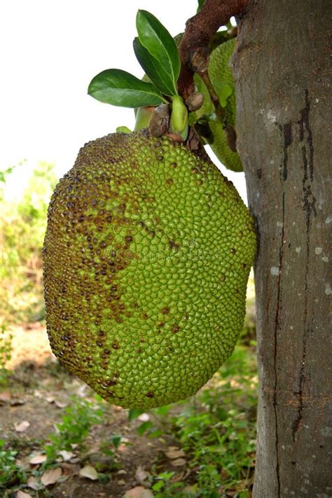 Pala sweet fruits tree stock image. Image of green, nice - 176965997