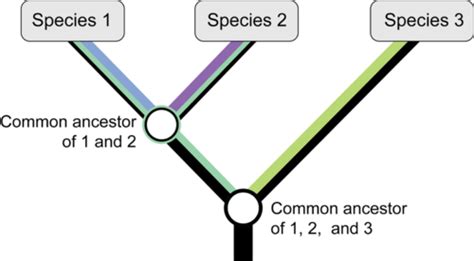 How To Read Phylogenetic Trees