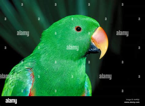 Eclectus Parrot Eclectus Roratus Male Stock Photo Alamy