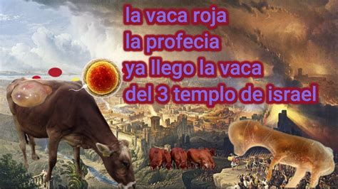 La Vaca Roja La Profecia Ya Llego La Vaca Del Templo De Israel Youtube