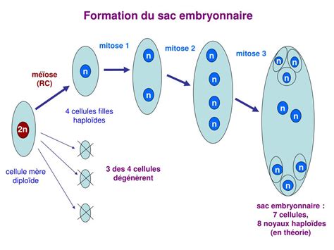 Ppt Les Angiospermes Powerpoint Presentation Free Download Id1923642