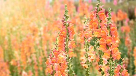 35 Beautiful Snapdragon Varieties for Your Garden