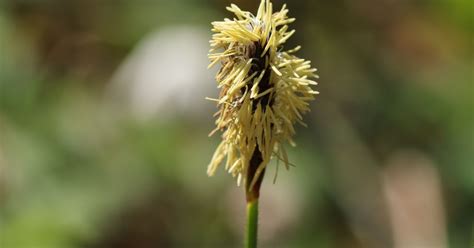 Blumen Richter Jena Eine Sammlung Schoner Blumenbilder