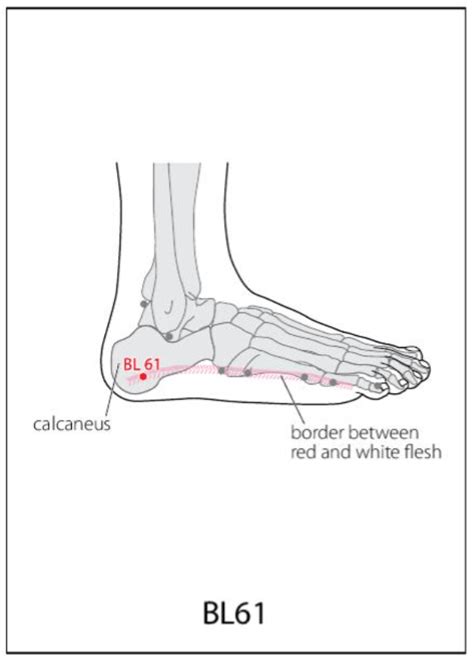 Bl 61 Acupuncture Point Acupuncture Point Locations Review