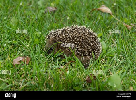 Hedgehog In The Garden Stock Photo Alamy