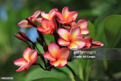 241 Plumeria Buds Stock Photos High Res Pictures And Images Getty