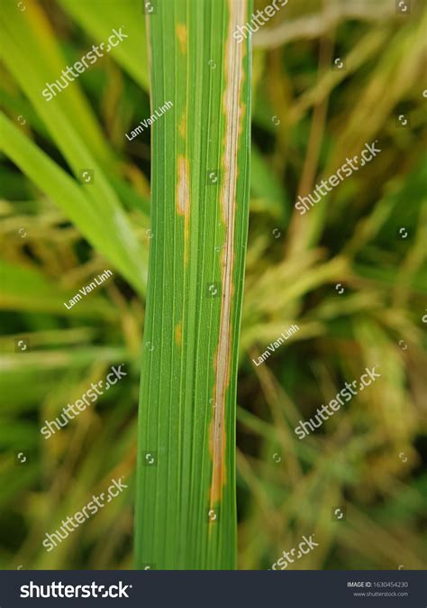 Bacterial Rice Leaf Blight Disease Xanthomonas 스톡 사진 1630454230 Shutterstock