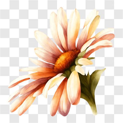 Descarga Pintura Acuarela De Una Flor De Margarita Naranja Y Amarilla