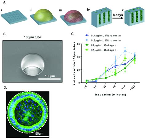 Schematic Of Tubular Self Assembly A PDMS Substrates Containing