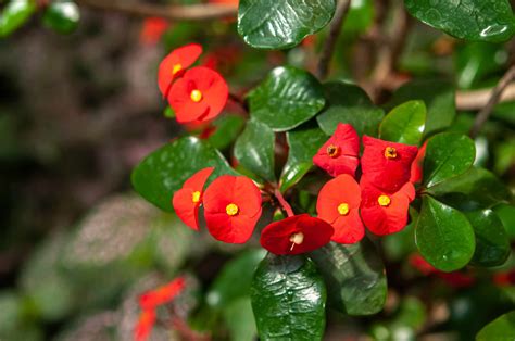 How To Grow Crown Of Thorns Plant