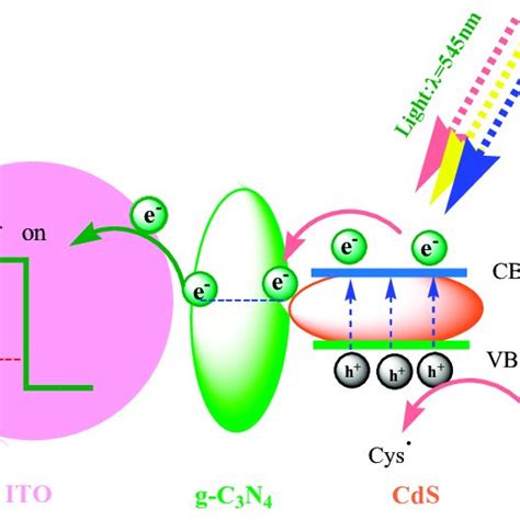 Scheme 1 Schematic Illustration Of The Photoelectrochemical Process