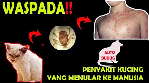 Obat Kurap Kucing Pada Manusia Malayharmi