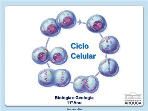 Ciclo Celular Ppt