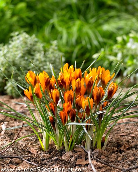 Crocus Orange Monarch Groot Pakket 100 Stuks Garden Seeds