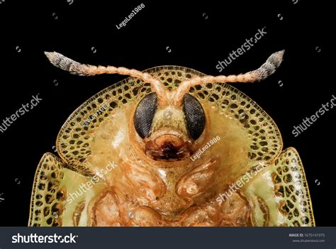 76,674 Bug Head Closeup Images, Stock Photos & Vectors | Shutterstock