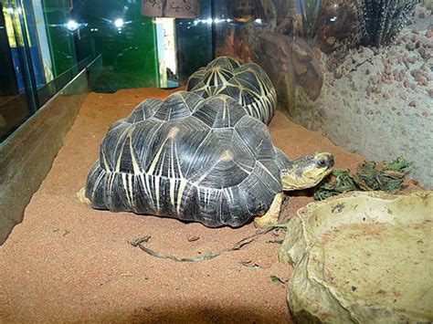Astrochelys Radiata Radiated Tortoise In Kyiv Zoo