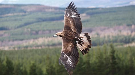 A Soaring Return For Homegrown Golden Eagle Ireland The Times