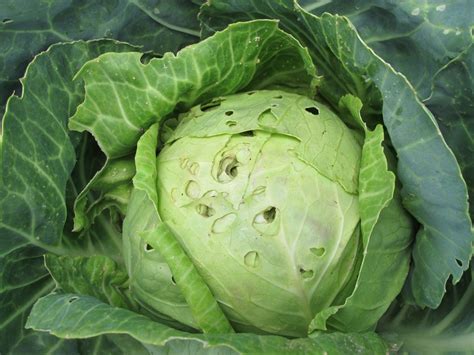 Leafminers, Earwigs, and Lygus Bugs – IPM Pest Advisories