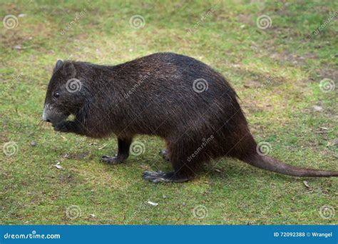 Desmarest S Hutia (Capromys Pilorides), Also Known As the Cuban Stock ...