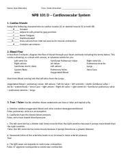 Npb D Worksheet Cardiovascular System Fq Docx Name Kyle