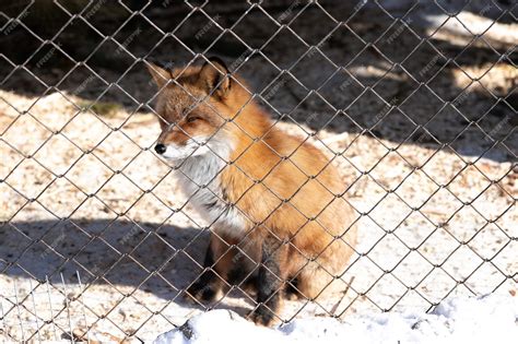 Premium Photo Young Red Fox In The Zoo Enclosure On A Sunny Winter