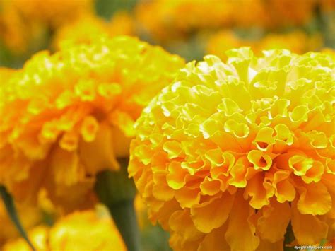 Yellow Marigolds wallpaper